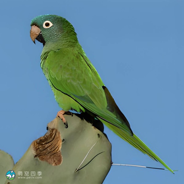 蓝冠锥尾鹦鹉-2