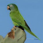 蓝冠锥尾鹦鹉-缩略图-2