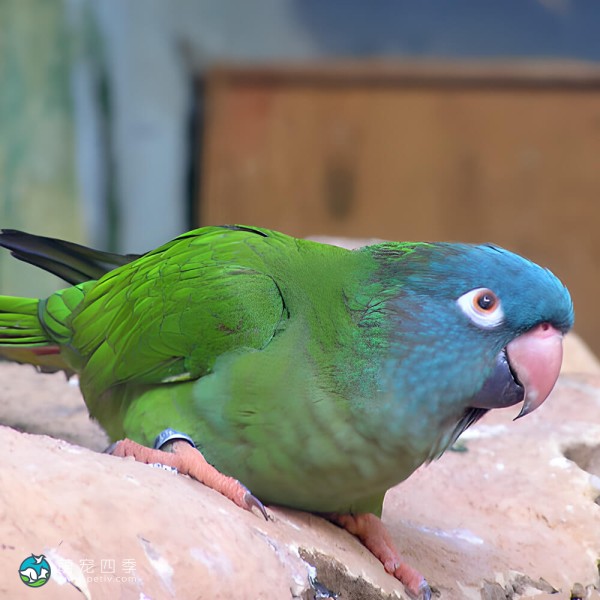 蓝冠锥尾鹦鹉-3
