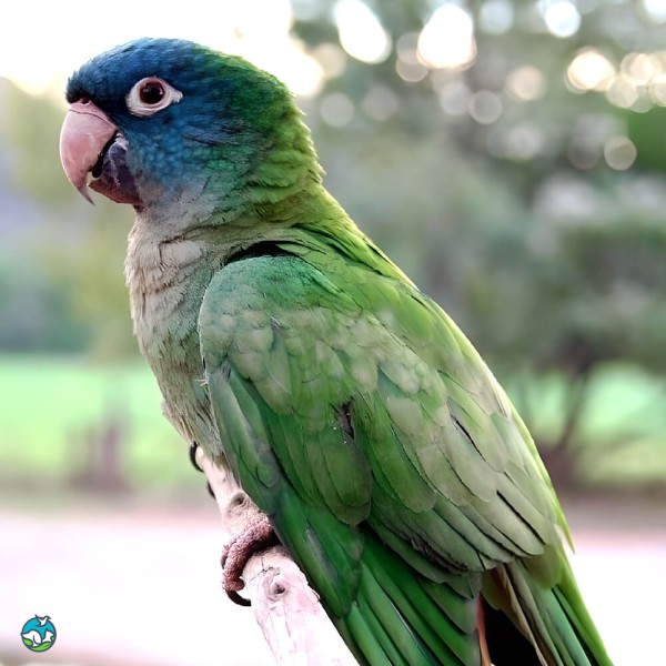 蓝冠锥尾鹦鹉-4