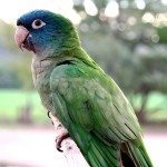 蓝冠锥尾鹦鹉-缩略图-4