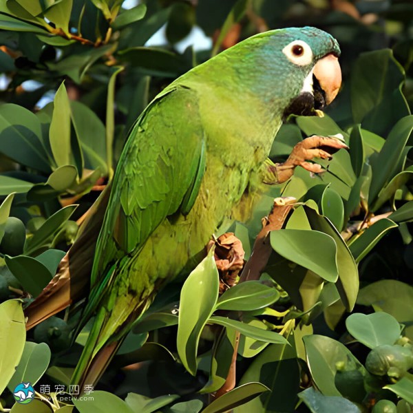 蓝冠锥尾鹦鹉-5