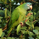 蓝冠锥尾鹦鹉-缩略图-5