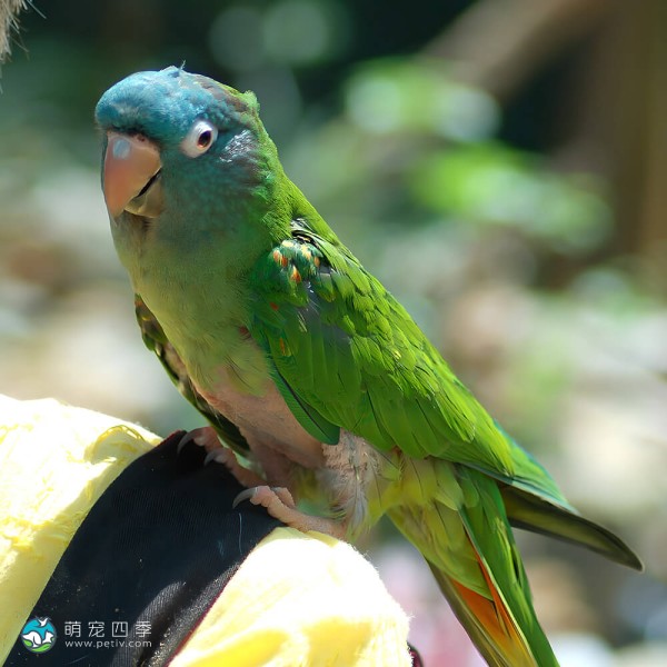 蓝冠锥尾鹦鹉-6