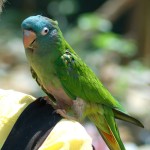 蓝冠锥尾鹦鹉-缩略图-6