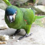 蓝冠锥尾鹦鹉-缩略图-7