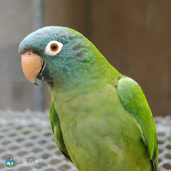 蓝冠锥尾鹦鹉-8