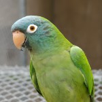 蓝冠锥尾鹦鹉-缩略图-8