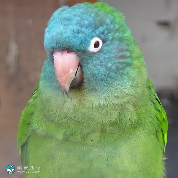 蓝冠锥尾鹦鹉-9