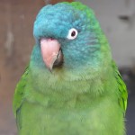 蓝冠锥尾鹦鹉-缩略图-9