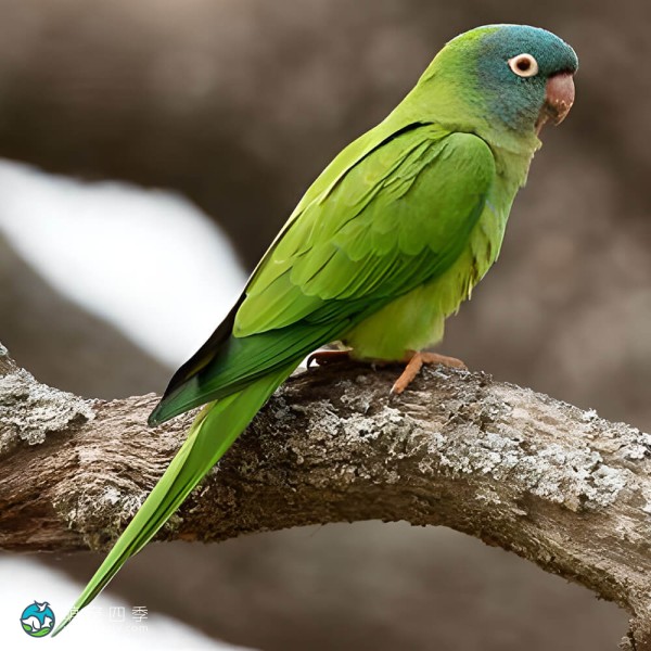 蓝冠锥尾鹦鹉-10