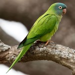 蓝冠锥尾鹦鹉-缩略图-10