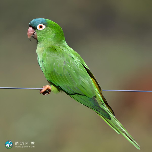 蓝冠锥尾鹦鹉-11