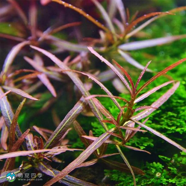 紫红针叶柳草-1