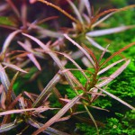 紫红针叶柳草-缩略图-1