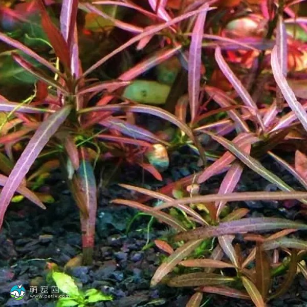 紫红针叶柳草-2