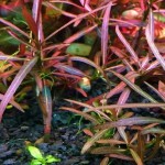 紫红针叶柳草-缩略图-2