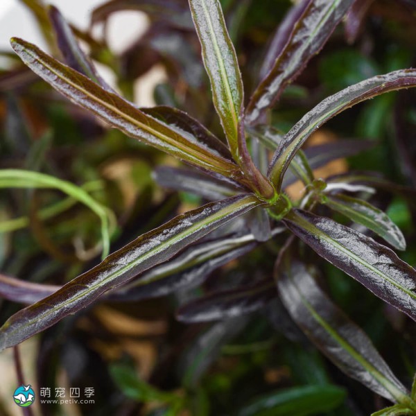 紫红针叶柳草-3