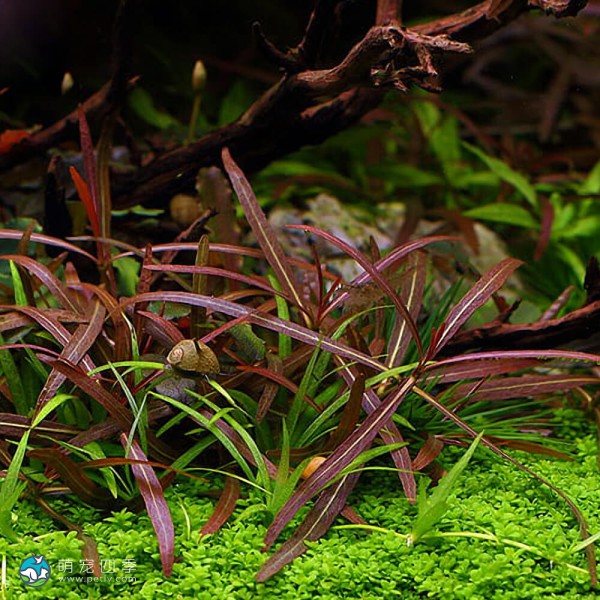 紫红针叶柳草-4