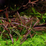 紫红针叶柳草-缩略图-4