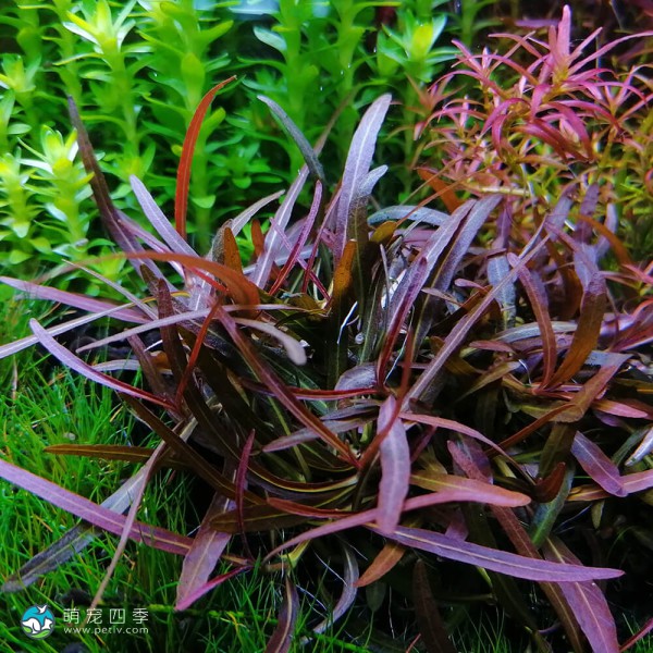 紫红针叶柳草-5