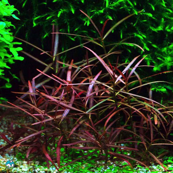 紫红针叶柳草-6