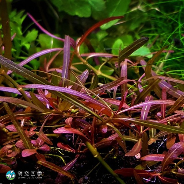 紫红针叶柳草-7