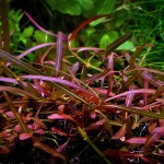 紫红针叶柳草-缩略图-7