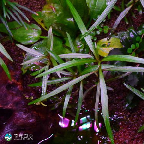 紫红针叶柳草-8