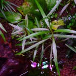 紫红针叶柳草-缩略图-8