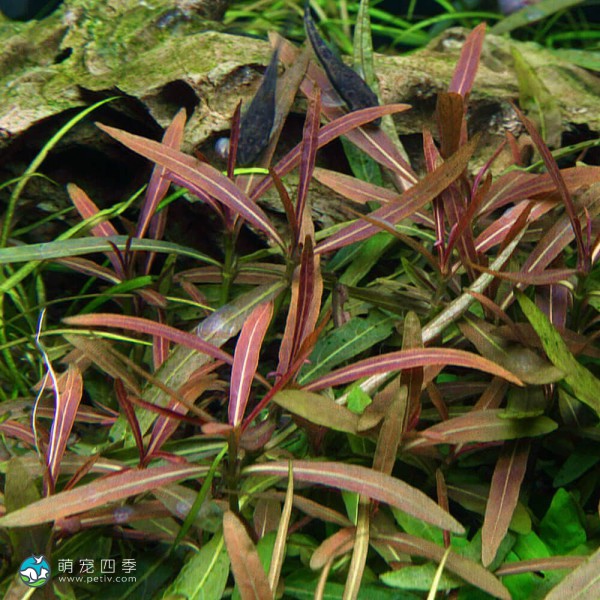 紫红针叶柳草-9