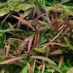 紫红针叶柳草-缩略图-9