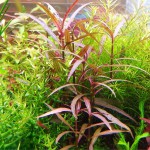 紫红针叶柳草-缩略图-10