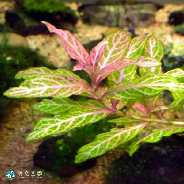 红丝青叶草-1