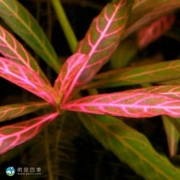 红丝青叶草-2