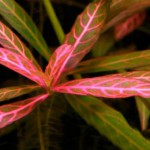 红丝青叶草-缩略图-2