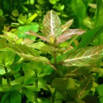 红丝青叶草-缩略图-3