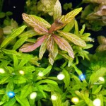 红丝青叶草-缩略图-6