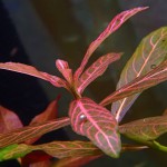 红丝青叶草-缩略图-7