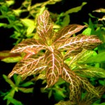 红丝青叶草-缩略图-9