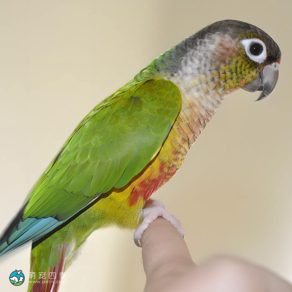 绿颊锥尾鹦鹉-1