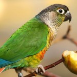 绿颊锥尾鹦鹉-缩略图-2