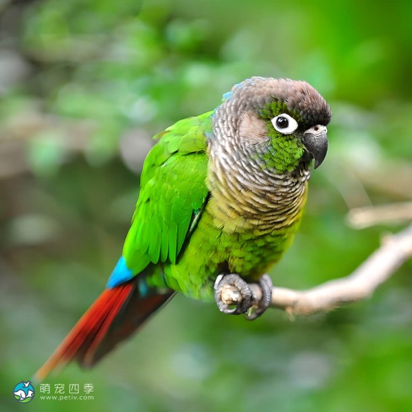 绿颊锥尾鹦鹉-3