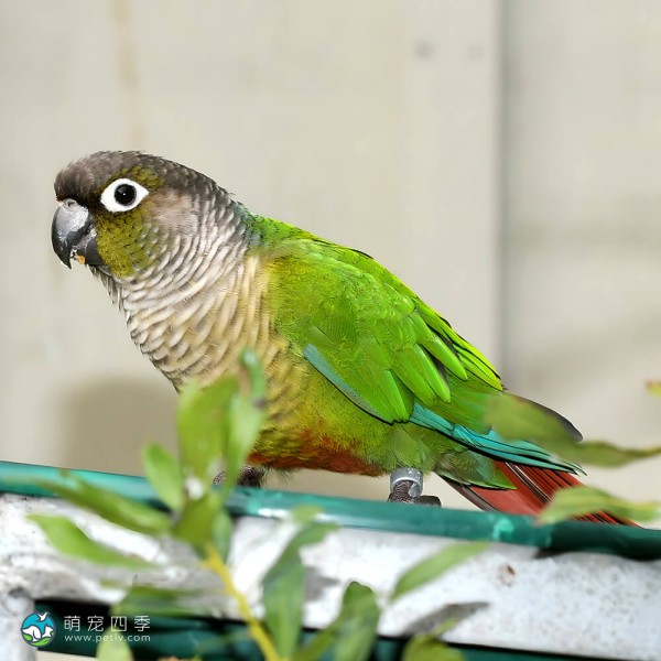 绿颊锥尾鹦鹉-4