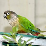 绿颊锥尾鹦鹉-缩略图-4