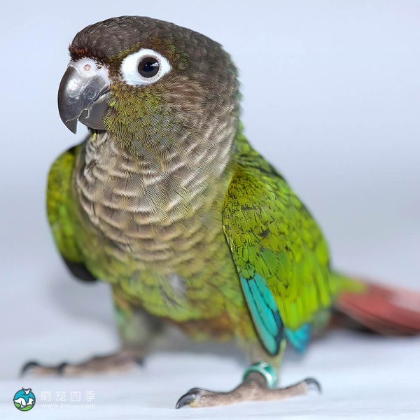 绿颊锥尾鹦鹉-5