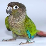 绿颊锥尾鹦鹉-缩略图-5