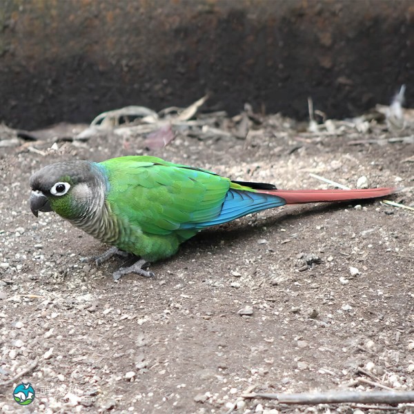 绿颊锥尾鹦鹉-6