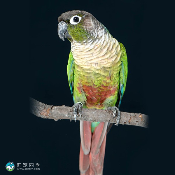 绿颊锥尾鹦鹉-7