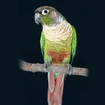 绿颊锥尾鹦鹉-缩略图-7